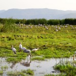 Lake Manyara Swamp