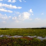 Lake Manyara Swamp View
