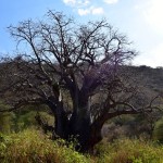 Lake Manyara Tree
