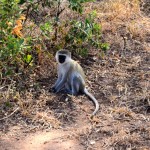 Lake Manyara Vervet Monkey