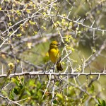 Lake Manyara Yellow Bird