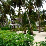 Next Paradise Zanzibar Garden