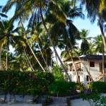 Next Paradise Zanzibar Palms