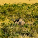 The endangered Black Rhino