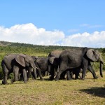 Sarova Mara Camp Safari Elephants