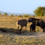 Sarova Mara Camp Safari Hyenas