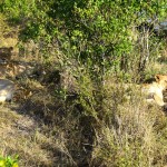 Sarova Mara Camp Safari Lions