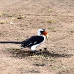 Serengeti Bird blackand white