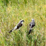 Serengeti Black and White birds