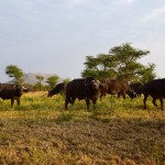 Serengeti Buffalo