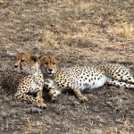 Serengeti Cheetahs