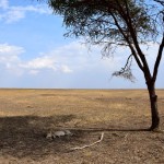 Serengeti Cheetahs under Tree