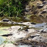 Serengeti Crocodile