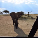 Serengeti Elephant Charging