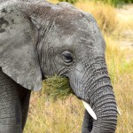 Serengeti Elephant Eating