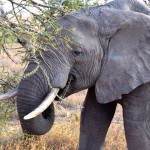 Serengeti Elephant Eating Thornbush