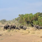 Serengeti Elephant From Forest