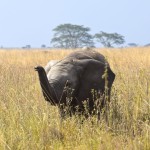 Serengeti Elephant Smelling