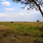 Serengeti Elephant Truck and Tree