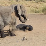Serengeti Elephant and baby
