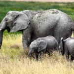 Serengeti Elephants