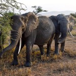 Serengeti Elephants Eating