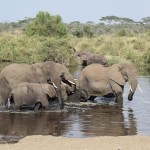 Serengeti Elephants in Water