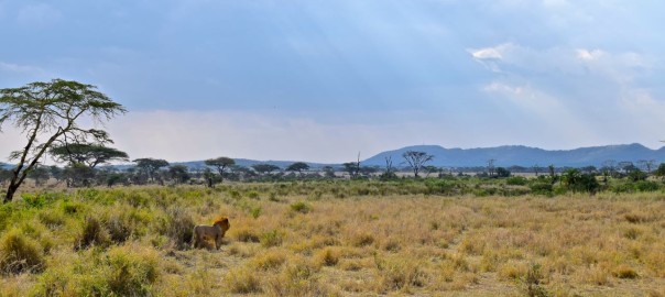 Serengeti Header