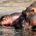 Serengeti Hippo Baby