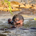 Serengeti Hippo and Baby