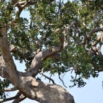 Serengeti Leopard in Tree