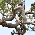 Serengeti Leopard in Tree Lounging