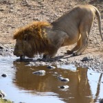 Lion drinking