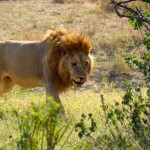 Serengeti Lion Licking Lips