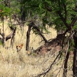 Serengeti Lion in Bush