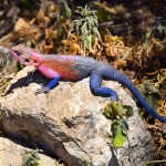 Serengeti Pink and Blue Agama Lizard
