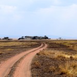 Serengeti Road