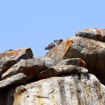 Serengeti Rock Hyraxes