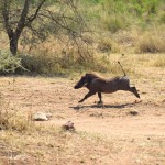 Serengeti Warthog-2