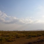 Serengeti tall grass