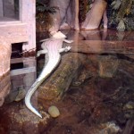 Atlanta Aquarium Albino Aligator
