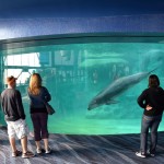 Atlanta Aquarium Dolphin