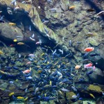Atlanta Aquarium Fish
