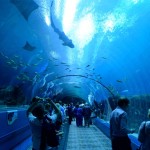 Atlanta Aquarium Glass Tunnel