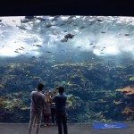 Atlanta Aquarium Reef Wall