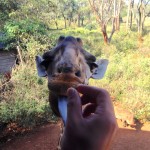 Giraffe Center Feeding