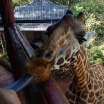 Giraffe Center Tongue