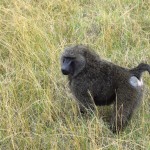 Maasai Mara Baboon