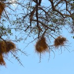Maasai Mara Bird Nests