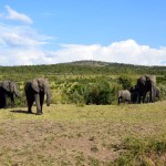 Maasai Mara Elephants